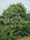 Tilia Petiolaris