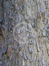 Toona ciliata