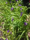 Tradescantia andersoniana Sweet Kate