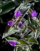 Tradescantia sillamontana