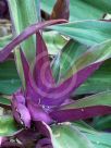 Tradescantia spathacea