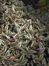 Tradescantia zebrina