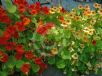 Tropaeolum majus