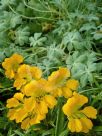 Tropaeolum polyphyllum