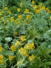 Tropaeolum polyphyllum