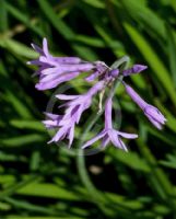 Tulbaghia violacea