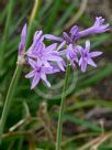 Tulbaghia violacea