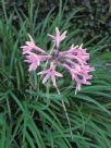 Tulbaghia violacea