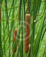 Typha angustifolia