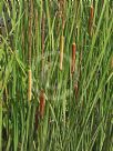 Typha angustifolia