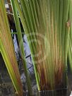 Typha angustifolia