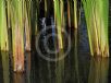 Typha angustifolia