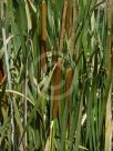 Typha domingensis