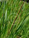 Typha domingensis