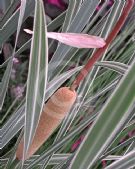 Typha latifolia Variegata