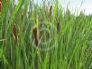 Typha orientalis