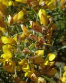 Ulex europaeus