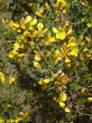 Ulex europaeus