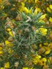 Ulex europaeus