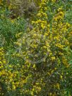 Ulex europaeus