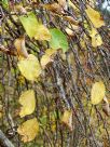 Ulmus glabra Camperdownii