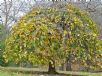 Ulmus glabra Camperdownii