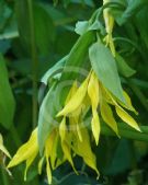 Uvularia grandiflora