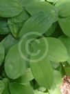 Uvularia grandiflora