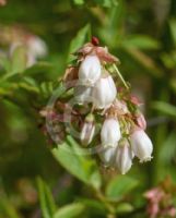 Vaccinium corymbosum