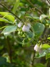 Vaccinium corymbosum