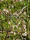 Vaccinium corymbosum