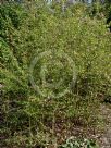 Vaccinium corymbosum