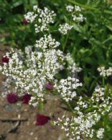 Valeriana officinalis