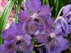 Vanda