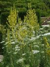 Verbascum olympicum