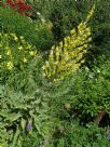 Verbascum olympicum