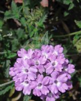 Verbena hybrida