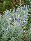 Veronica spicata incana