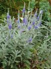 Veronica spicata incana