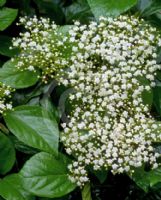 Viburnum japonicum