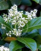 Viburnum odoratissimum