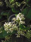 Viburnum odoratissimum