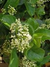 Viburnum odoratissimum