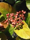 Viburnum odoratissimum