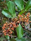 Viburnum odoratissimum