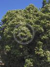 Viburnum odoratissimum