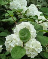 Viburnum plicatum Sterile