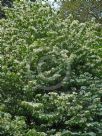 Viburnum plicatum tomentosum