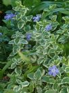 Vinca major Variegata