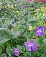 Vinca major